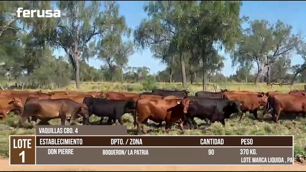 Lote LOTE 1