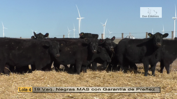 Lote Vaquillonas "Don Edelmiro"