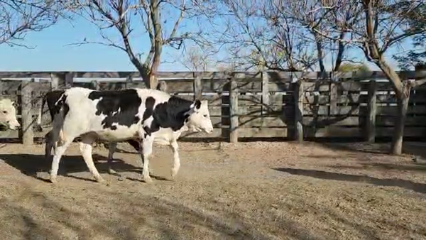 Lote Podadera Raul - Vaq. para entorar