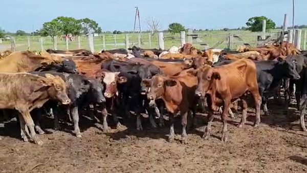 Lote 110 Terneros en Gral. San Martín, Chaco