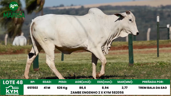 Lote Lote 48