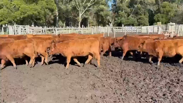 Lote 160 Terneras
