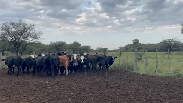 Lote 38 Vaquillonas preñadas en Pto. Eva Perón, Chaco
