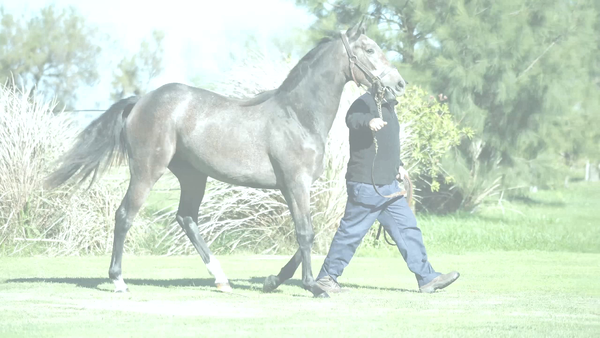 Lote CONI VERONA (MARCONI -  YUYU NISTEL)