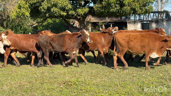 Lote 60 Novillos en Corrientes, San Cosme