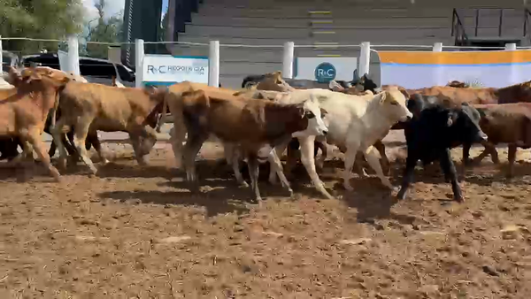 Lote 123 Terneros/as en Corrientes, Bella Vista