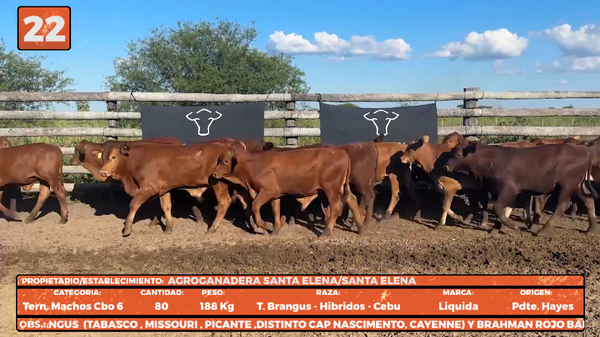 Lote LOTE 22