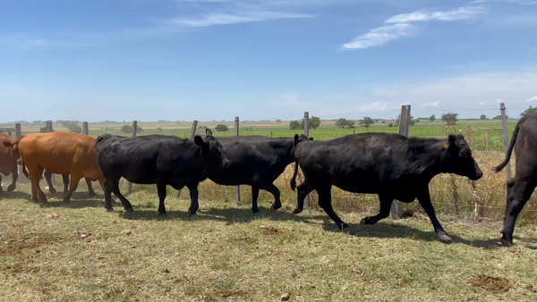 Lote 116 Vientres Preñados en Goñi, Florida