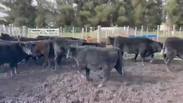 Lote 30 Terneros/as