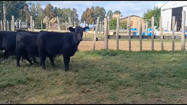 Lote 15 Terneros ANGUS 210kg -  en MAL ABRIGO