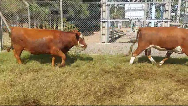 Lote 32 Vaquillonas  Angus y Hereford en Rincon del Pino