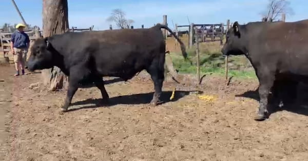 Lote CABAÑA DEL MOHR