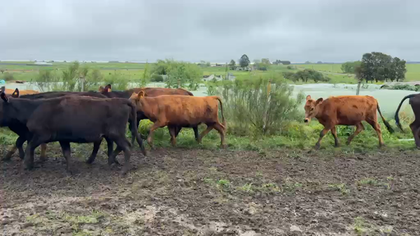 Lote VAQUILLONAS 1 a 2 AÑOS