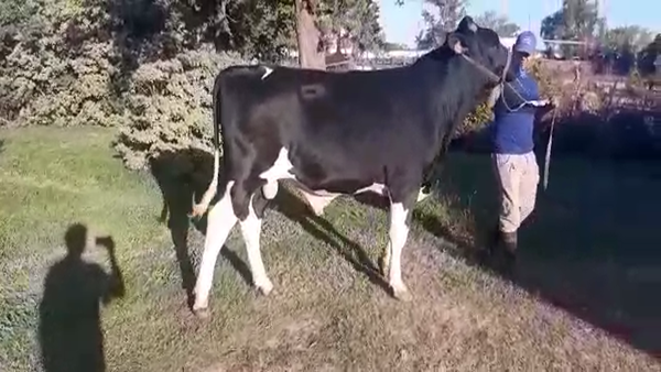 Lote Toros - Establecimiento Don Francisco