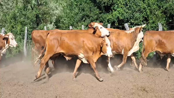 Lote 65 Novillos