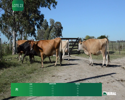 Lote VAQUILLONAS PRÓXIMAS