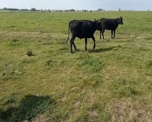 Lote (Vendido)3 Vaquillonas  Angus 300kg -  en Colonia Italia
