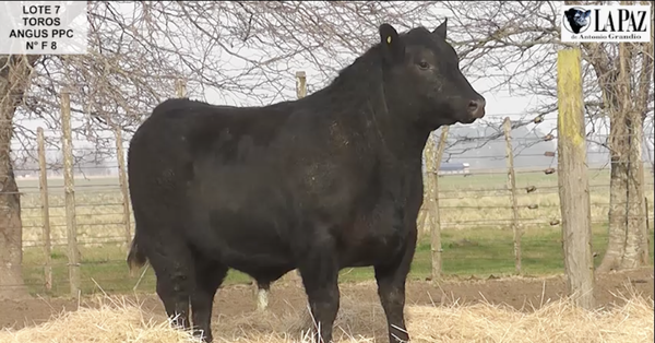 Lote TOROS PUROS POR CRUZA