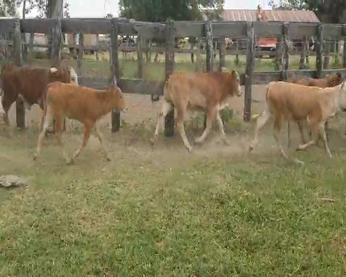 Lote 34 Vacas medio uso en Berón de Astrada, Corrientes