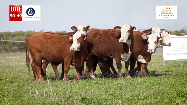 Lote LOTE 50/49 - VAQUILLAS BRAFORD PLANTELERAS SEÑAL ´18 - PREÑADAS SERVICIO NATURAL