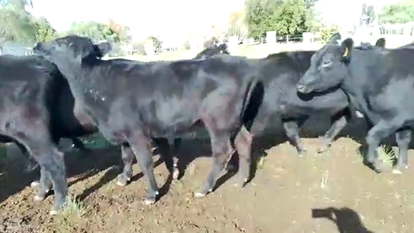 Lote vacas invernada 14
