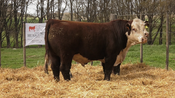 Lote TOROS PUROS REGISTRDOS