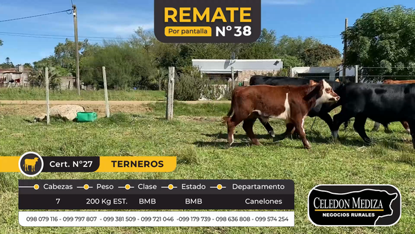 Lote 7 Terneros en Santa Rosa, Canelones