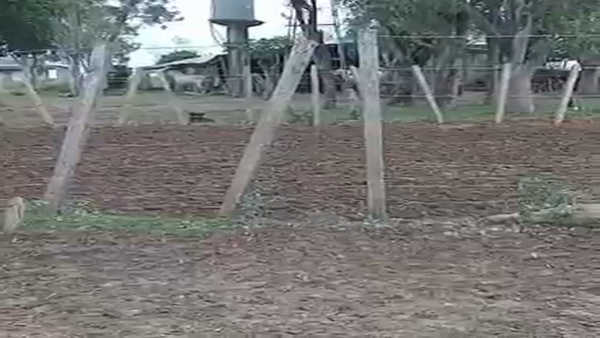 Lote 79 Vacas de invernar en Corrientes, La Cruz