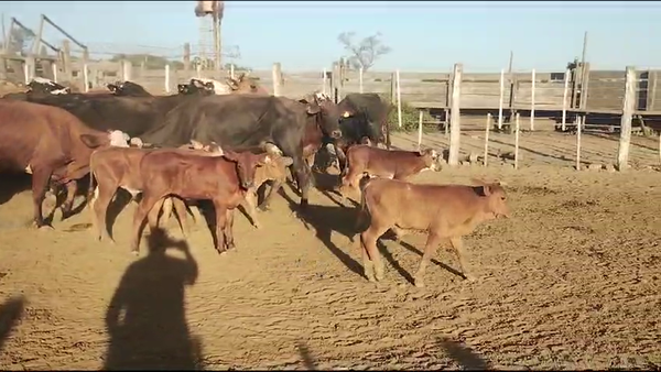 Lote 40 Vacas nuevas C/ cria en Tintina, Santiago del Estero