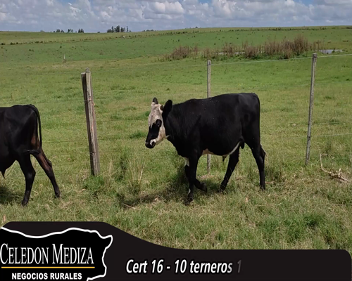 Lote (Vendido)10 Terneros 5HE X HO,  2 NO X AA,  1 NO X HE, 2 KIWI X AA 184kg - , Colonia