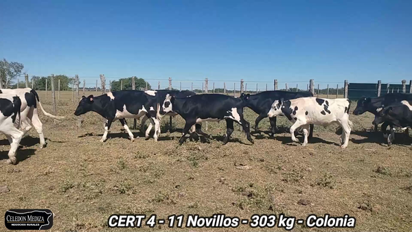 Lote 11 Novillos 1 a 2 años en Colonia