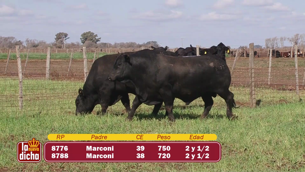 Lote TOROS BRANGUS CABAÑA LA NUEVA DICHA