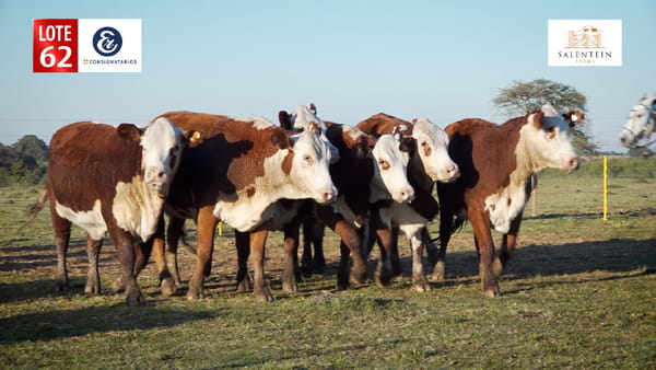 Lote LOTE 62 - VAQUILLAS BRAFORD GENERALES - S. COLECTIVO