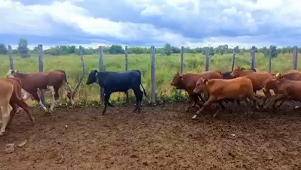 Lote 120 Terneros en Pto. Eva Perón, Chaco