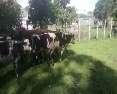 Lote 11 Terneras NORMANDO Y CRUZAS 190kg - , San José