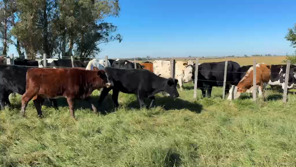 Lote TERNERAS
