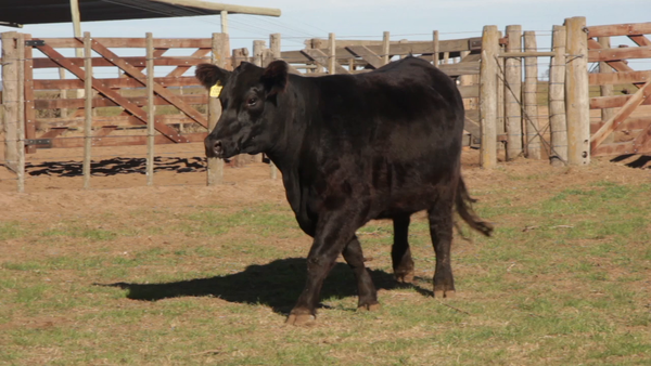 Lote VACAS PURAS DE PEDIGREE