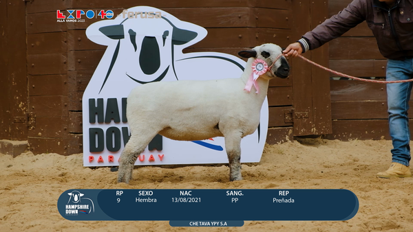 Lote LOTE 52 - BOZAL