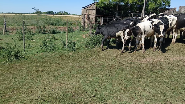 Lote 22 Terneros Holando Argentino en Egusquiza, Santa Fe