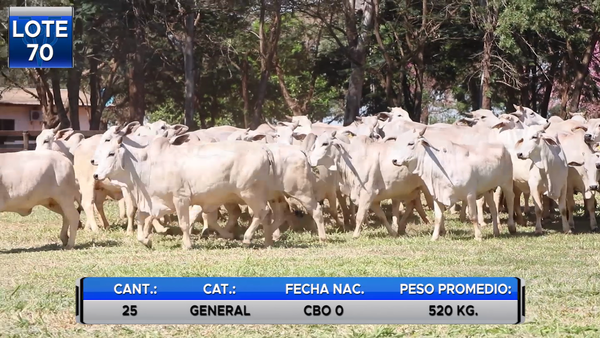 Lote POR PANTALLA -VAQUILLAS TIPO  BRAHMAN  PREÑADAS -LOTE  70
