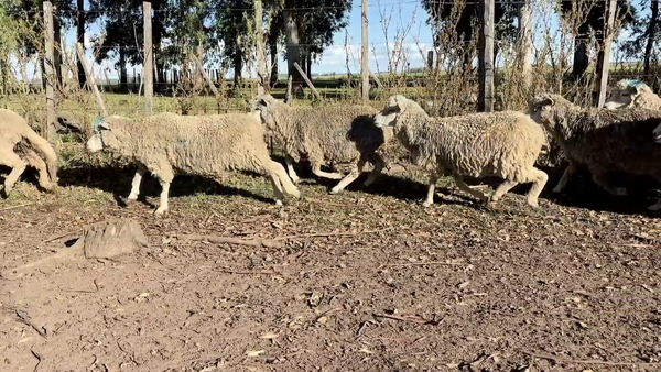 Lote OVEJAS