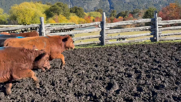 Lote 17 Ternero en Cochrane, XI Región Aysén