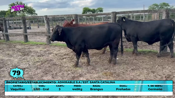 Lote LOTE 79- EN VIVO