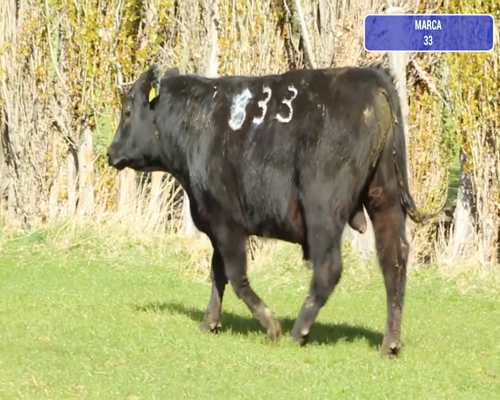 Lote 1 Toro en Río Ibáñez, XI Región Aysén