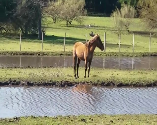 Lote Potra GATEADA en NUEVA PALMIRA