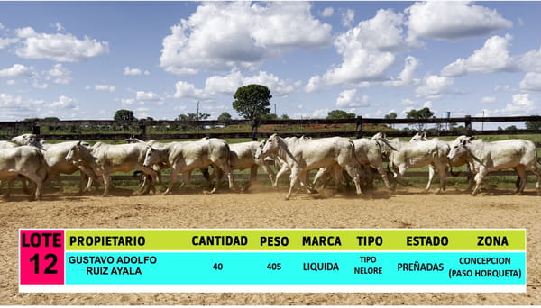 Lote LOTE 12 - 40 VAQUILLAS PREÑADAS CBO 0