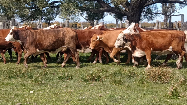 Lote 30 Vacas nuevas en Corrientes, Curuzu Cuatia