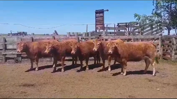 Lote 5 Vaquillonas preñadas LIMOUSIN en OMBUES DE LAVALLE