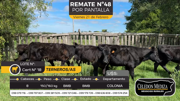 Lote 8 Terneros y Terneras en Estanzuela, Colonia