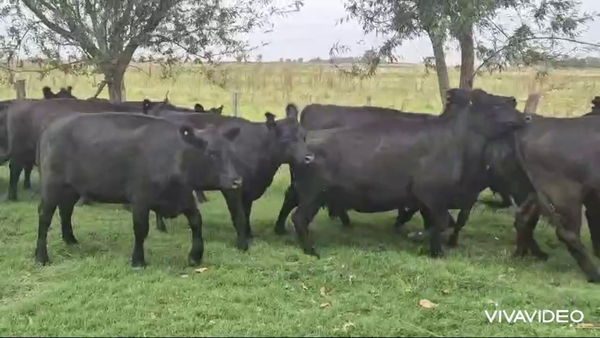 Lote 25 Vaquillonas C/ gtia de preñez